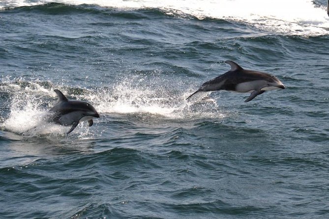 4 Hour Morning Whale Watching Tour - Cancellation Policy