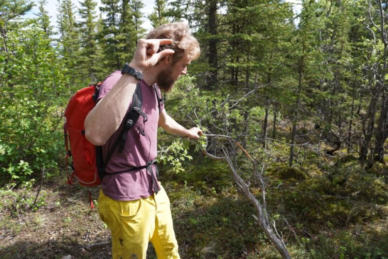4 Hour Off-Trail Wilderness Wonders Tour in Denali - Experience Highlights