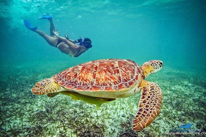 4-Hour Private 38 Catamaran Tour to Paamul Beach With Food, Open Bar & Snorkel - Transportation and Arrival Times