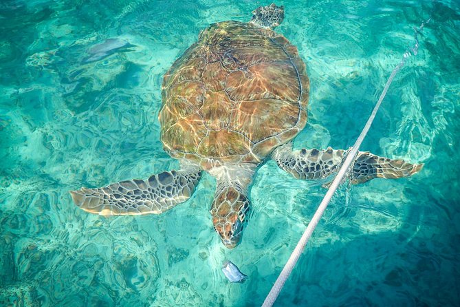 4-Hour Private 40 Luxury Catamaran Tour With Food, Open Bar & Snorkeling - Beach Access and Swimming