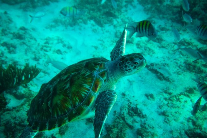 4-Hour Private 40 Sea Ray Yacht Tour to Inha Reef With Open Bar, Food & Snorkel - Included Amenities and Drinks