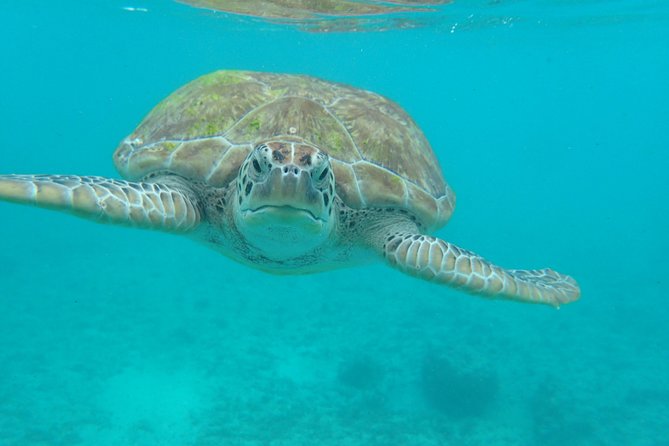 4-Hour Private 40 Sea Ray Yacht Tour to Inha Reef With Open Bar, Food & Snorkel - Tour Accessibility and Restrictions