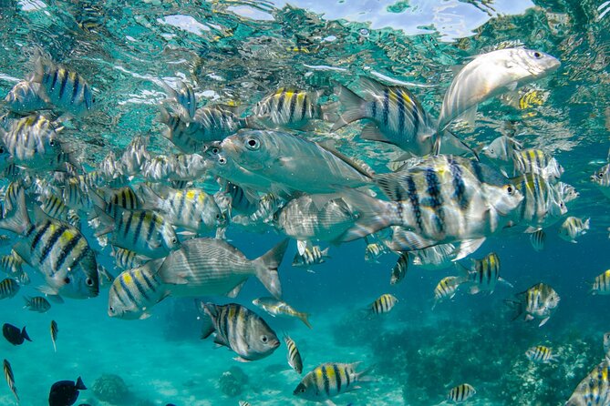 4 Hour Private Boat Charter to Stingray City, Snorkeling and More - Overview of the Tour