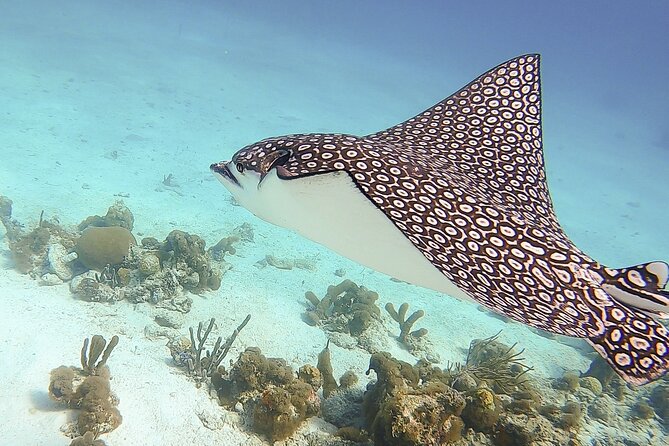 4 Hour Private Catamaran Sail and Snorkel From Grace Bay Beach, Providenciales - Itinerary and Highlights