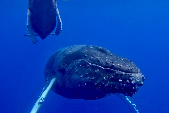 4-Hour Private Charter Adventures in Kona Coast - Exploring the Kona Coast