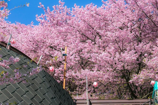 4 Hour Private Cherry Blossom Sakura Experience in Nagasaki - Tour Accessibility