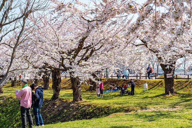 4 Hour Private Cherry Blossom Sakura Experience in Nagasaki - Nagasakis Cherry Blossoms