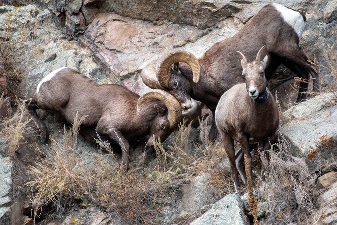 4 Hour Private Geology Tour in Rocky Mountain National Park - Reviews and Ratings