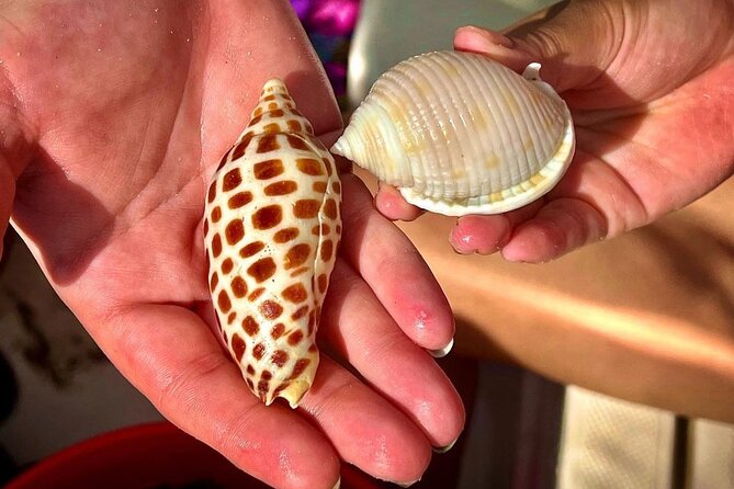 4 Hour Private Shelling Tour - Meeting and End Point