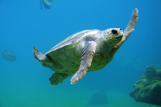 4-Hour Private Snorkeling and Sailing Trip - Private Excursion