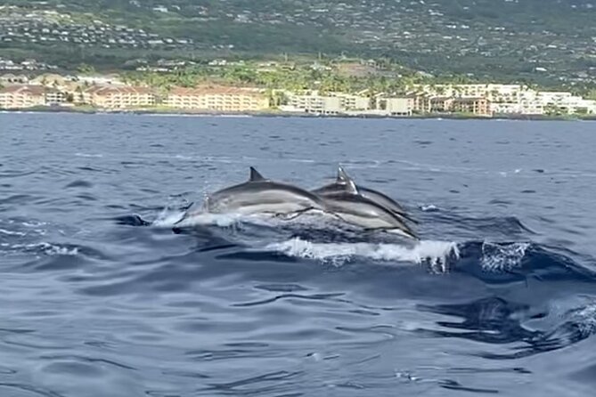 4 Hour Private Snorkeling Tour in Kona - Dietary Accommodations