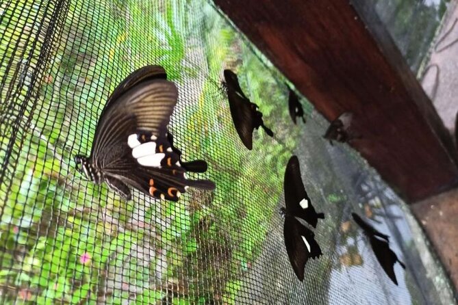 4-Hour Private Tour in Jatiluwih Terraces and Butterfly Park - Jatiluwih Green Land Exploration