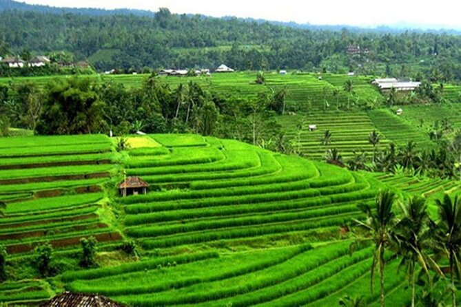 4-Hour Private Tour in Jatiluwih Terraces and Butterfly Park - Private Transportation and Inclusions