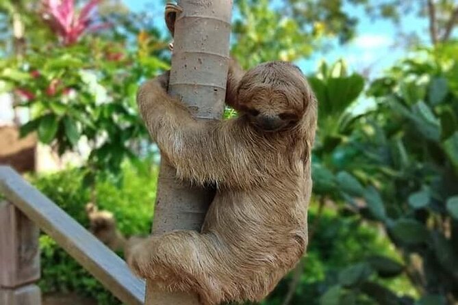 4-Hour Private Tour to Roatan Island - Tour Overview