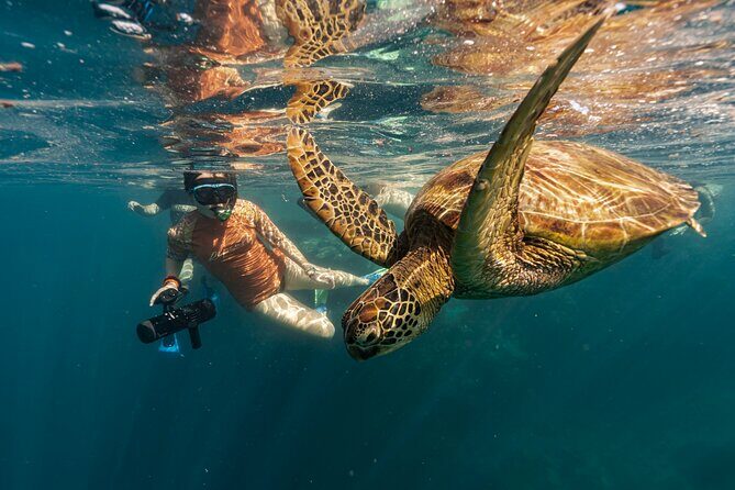 4-Hour Rarotonga Going Troppo Nightlife Tour - Who’s This Tour Best For?