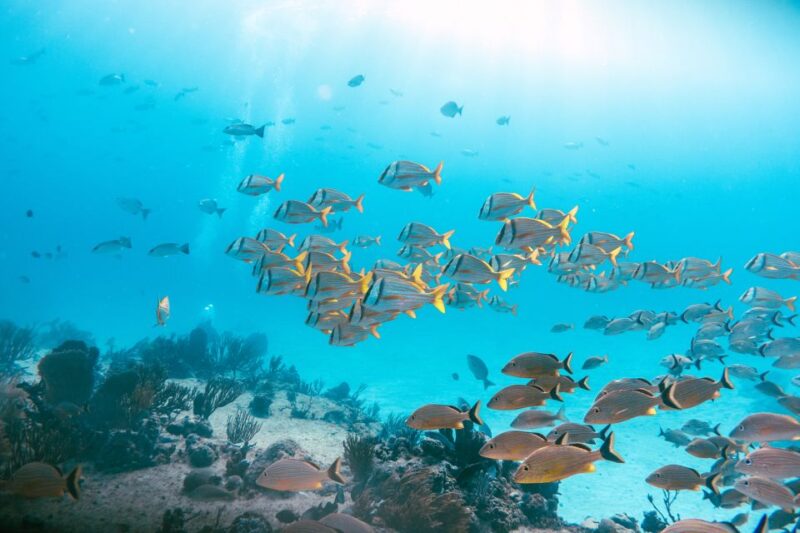 *4-Hour Roqueta Island Snorkeling, Out of the Bay Experience - Duration and Pricing