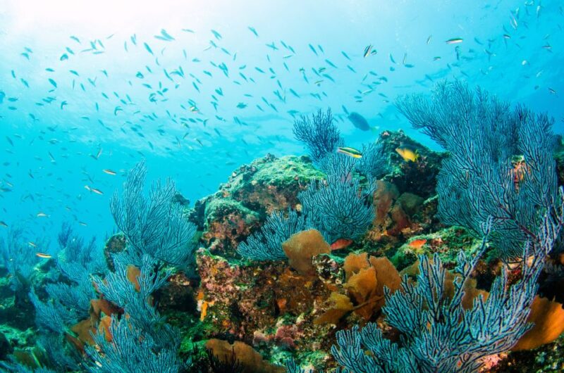 *4-Hour Roqueta Island Snorkeling, Out of the Bay Experience - Important Considerations