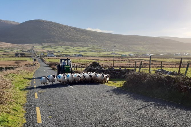 4 Hour Slea Head Drive Tour - Personal Chauffeur Guided Tour - Health and Accessibility