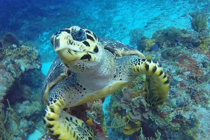 4 Hour Snorkeling Tour in Cozumel - Meeting and Pickup
