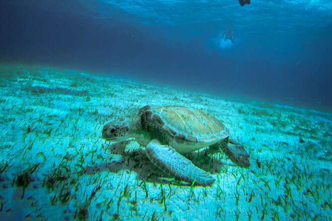 4 Hour Snorkeling Tour in Cozumel - Cancellation and Pricing