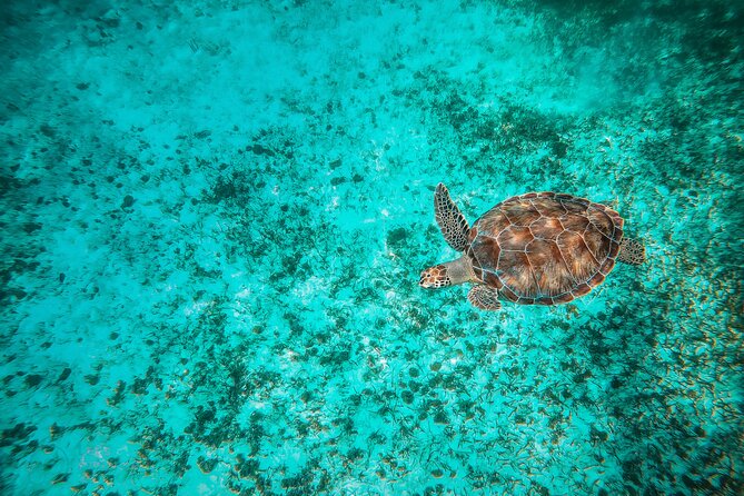 4 Hour Snorkeling Tour in Cozumel - Customer Feedback