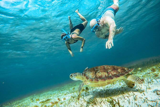 4 Hour Snorkeling Tour in Cozumel - Snorkeling Highlights