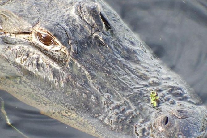 4-Hour Swamp Buggy Adventure Tour in Florida - Exploring the Everglades