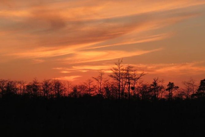 4-Hour Swamp Buggy Adventure Tour in Florida - Wildlife Sightings