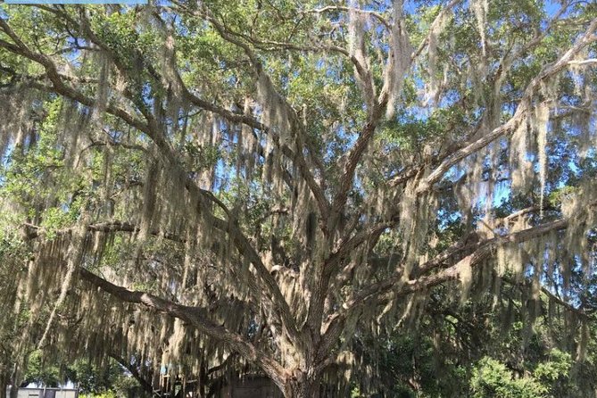 4-Hour Swamp Buggy Adventure Tour in Florida - Live Commentary
