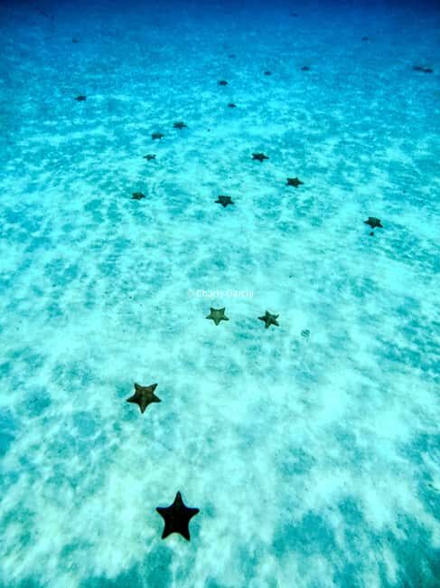 4 Hour Turtle Sanctuary Experience on a Luxury Catamarán - El Cielo: The Starfish Paradise