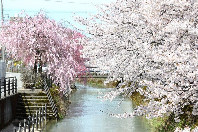4 Hour Unique Kanazawa Cherry Blossom Sakura Private Experience - Confirmation and Accessibility