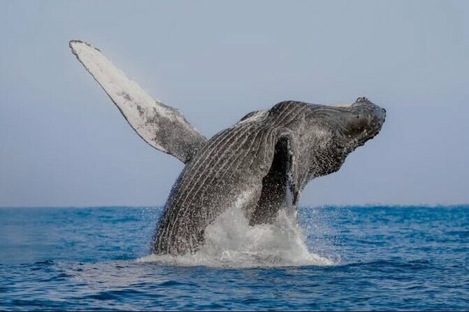 4-hour whale watching in magical Mazatlan - Final Thoughts