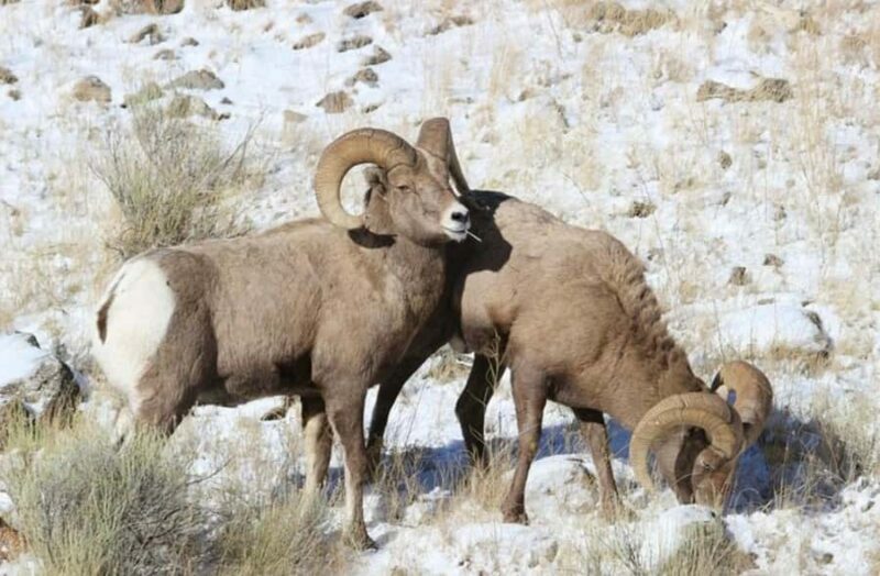 4 Hour Wildlife Safari in Grand Teton National Park - Key Points