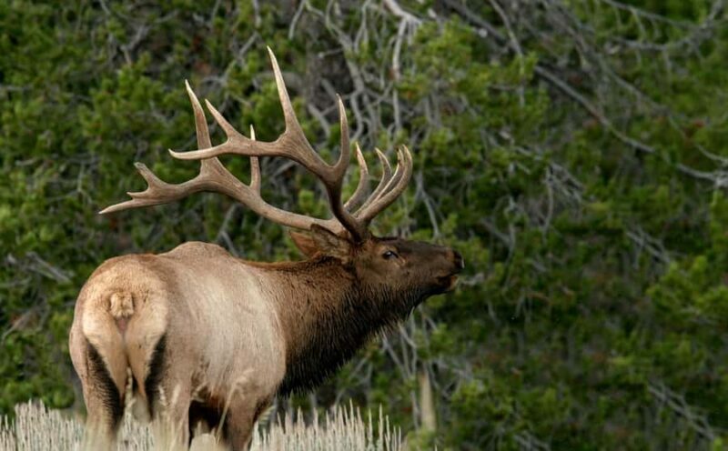 4 Hour Wildlife Safari in Grand Teton National Park - The Experience: What to Expect on Your Wildlife Safari