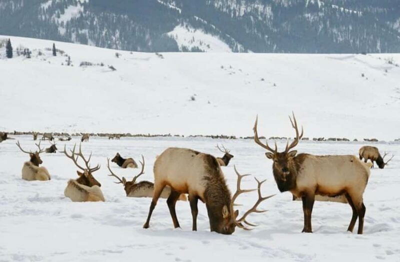 4 Hour Wildlife Safari in Grand Teton National Park - Who Will Love This Tour?