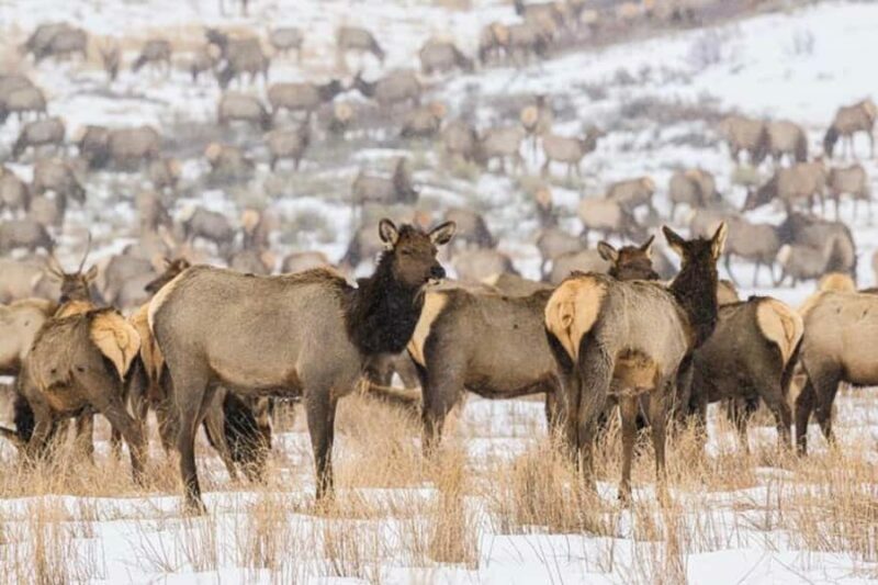 4 Hour Wildlife Safari in Grand Teton National Park - Final Thoughts