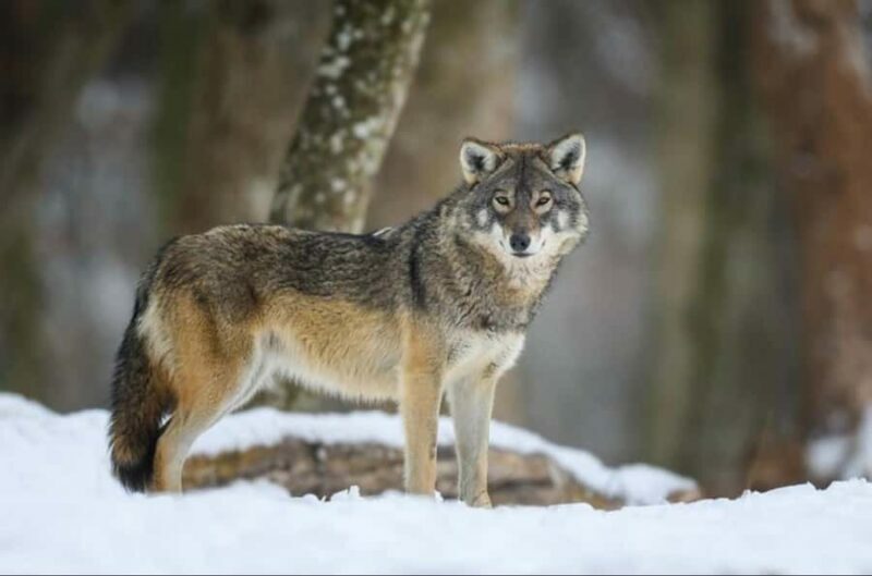 4 Hour Wildlife Safari in Grand Teton National Park - FAQ