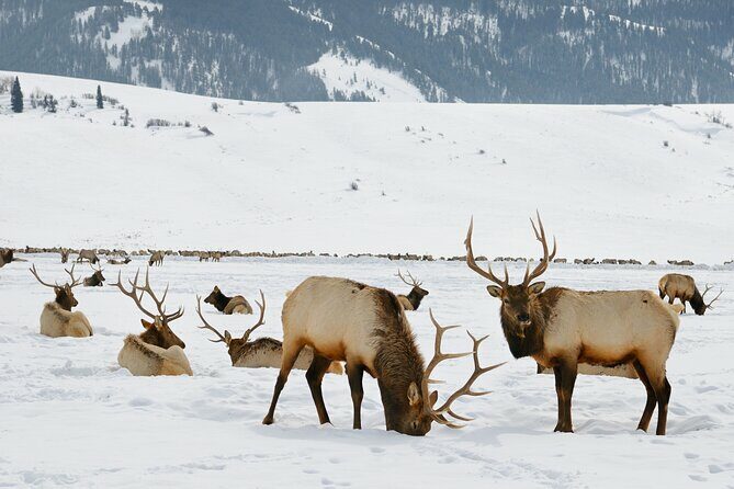 4 Hour Wildlife Safari in Grand Teton National Park - What the Tour Includes and How It Works