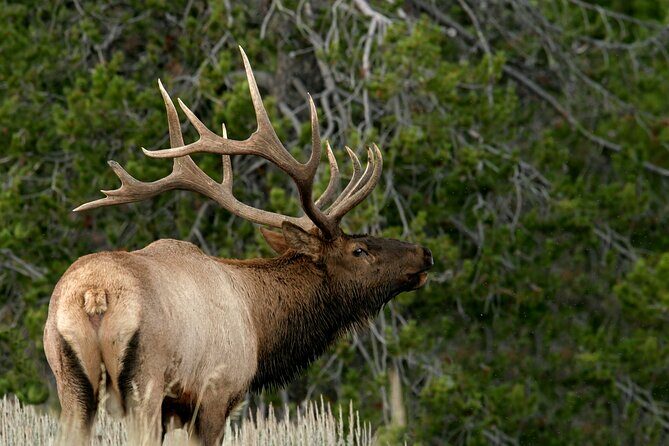 4 Hour Wildlife Safari in Grand Teton National Park - The Itinerary: From Scenic Views to Wildlife Hotspots