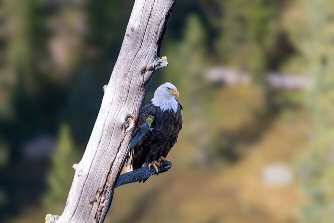 4 Hour Wildlife Safari in Grand Teton National Park - Pricing and Value for Money