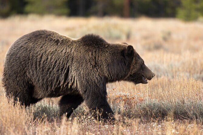 4 Hour Wildlife Safari in Grand Teton National Park - Weather, Season, and Practical Tips