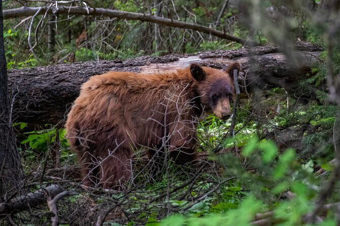 4 Hour Wildlife Safari in Grand Teton National Park - Cancellation and Flexibility