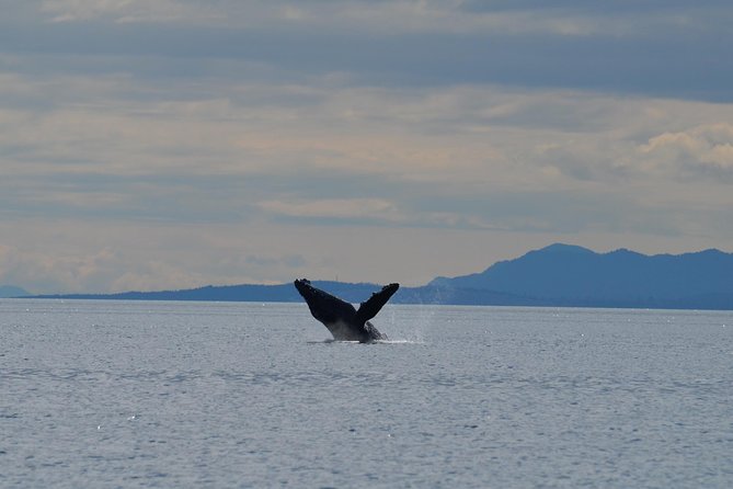 4 Hour Zodiac Whale and Wildlife Tour - Wildlife Spotting Opportunities