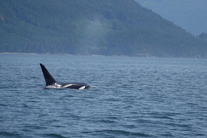 4 Hour Zodiac Whale and Wildlife Tour - Tour Meeting Point