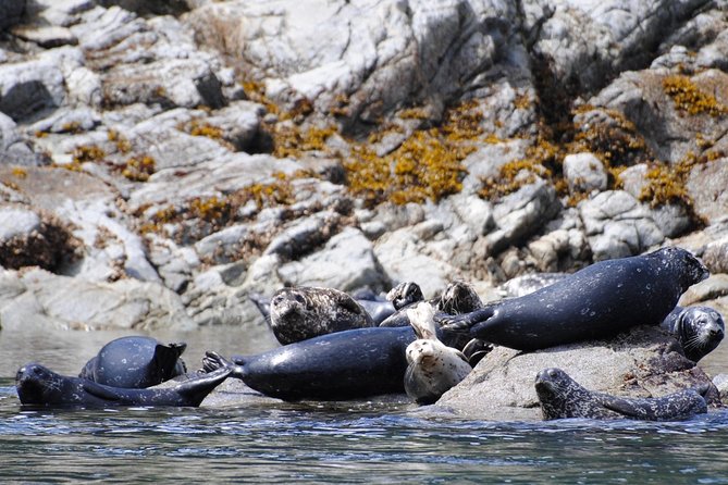 4 Hour Zodiac Whale and Wildlife Tour - Cancellation Policy