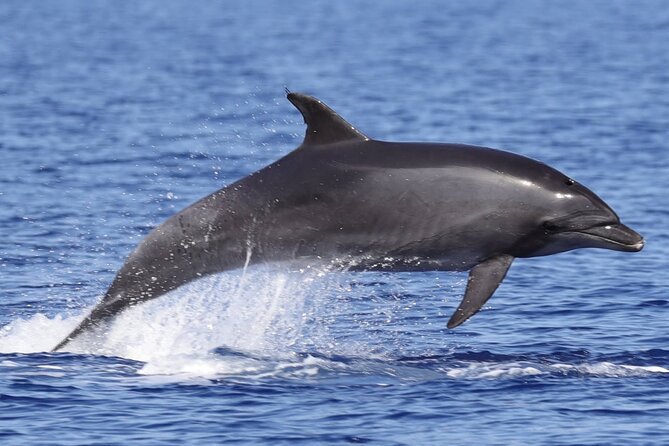 4 Hours Dolphin Watching Tour in Porto Empedocle - Frequently Asked Questions