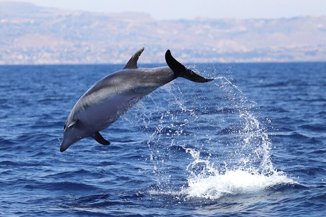 4 Hours Dolphin Watching Tour in Porto Empedocle - Pricing and Discounts