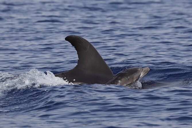 4 Hours Dolphin Watching Tour in Porto Empedocle - Highlights of the Excursion