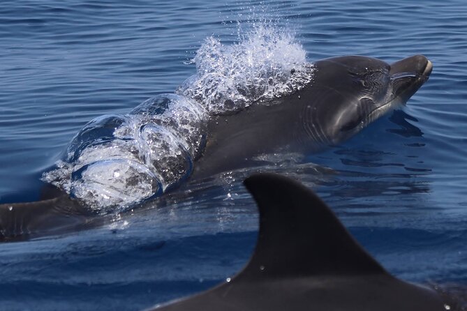 4 Hours Dolphin Watching Tour in Porto Empedocle - Cancellation and Refund Policies