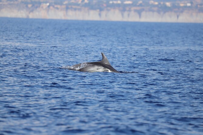 4 Hours Dolphin Watching Tour in Porto Empedocle - About Viator, Inc